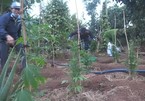 Người đàn ông ở Đắk Lắk khai trồng hơn nghìn cây cần sa chữa bệnh cho gà