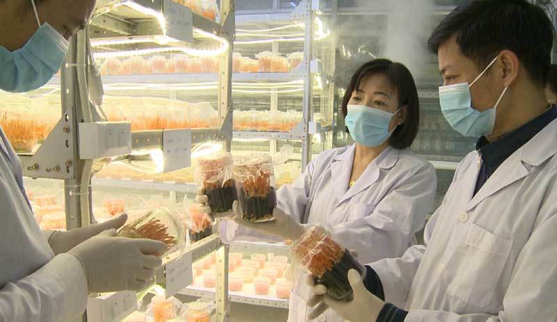 Scientists use brown rice and silkworm as base to grow cordycep in Ha Giang