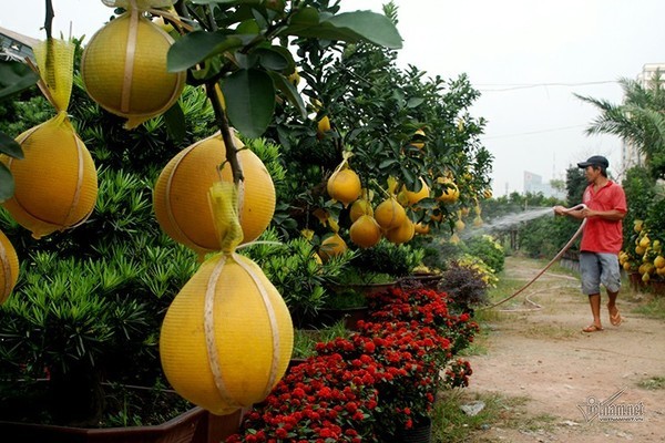 Cây bưởi cổ ra trăm quả đi nghìn km vào Sài Gòn, giá giảm một nửa vẫn ế