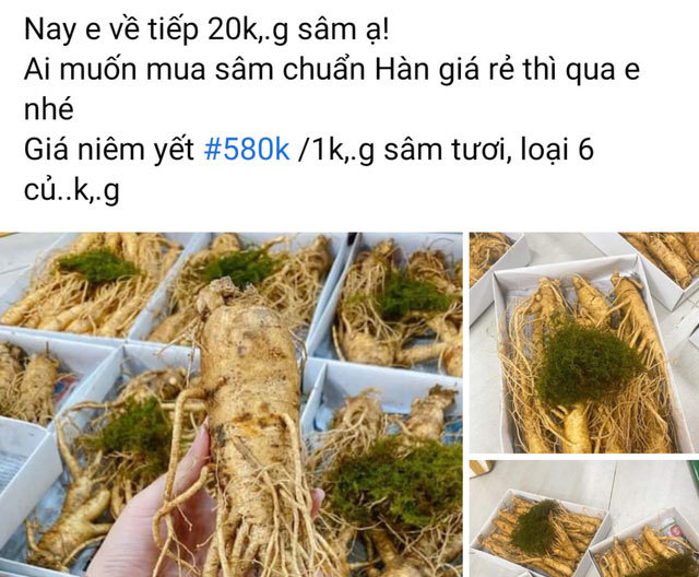 'Ngã ngửa' với sâm tươi Hàn Quốc giá 500.000 đồng/kg