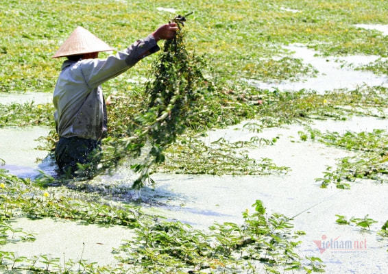 Trầm mình dưới nước ngày đêm, rộp người hái rau kịp giao thương lái