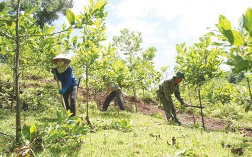 Qua con số thống kê: Bàn giải pháp quản lý, phát triển rừng bền vững thời gian tới