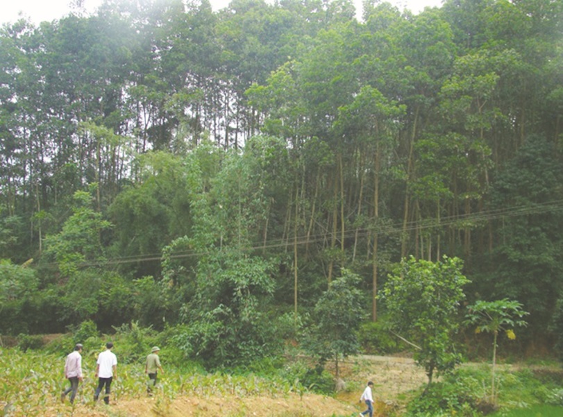 Qua con số thống kê: Mức khoán bảo vệ rừng còn thấp