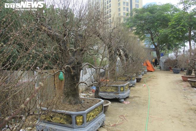 Đào cổ thụ giá trăm triệu đồng xuống đường đón Tết Tân Sửu