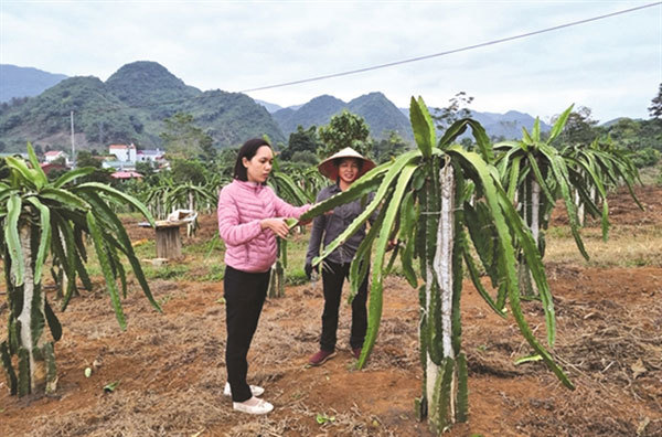 Son La combines tourism and agriculture