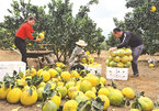 Son La combines tourism and agriculture