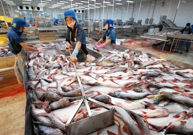 For the sake of sustainable fish export