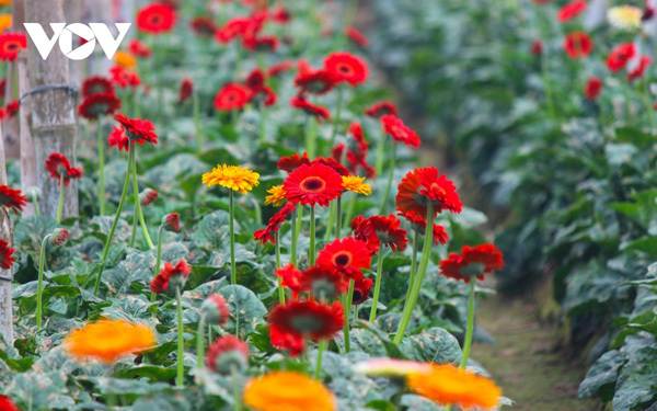 Preparations underway at Tay Tuu flower village ahead of Tet