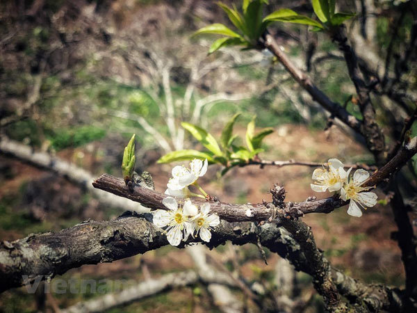 Moc Chau Plateau blooms in early Spring