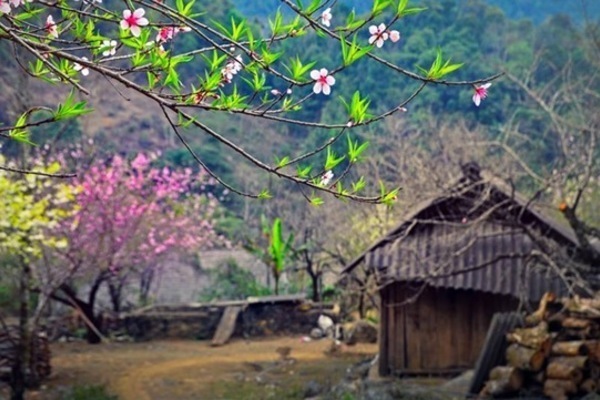 Sơn La lần đầu dán tem đào vườn dân trồng, phân biệt với đào rừng