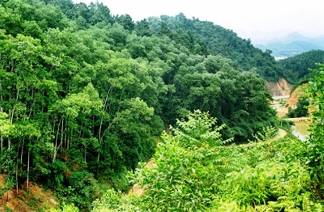 Đẩy mạnh dịch vụ môi trường rừng cho mục tiêu phát triển bền vững