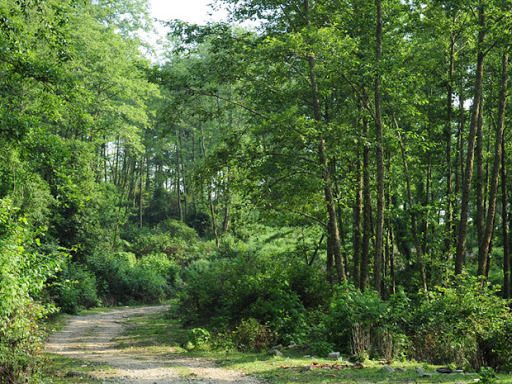 Tăng cường quản lý, bảo vệ rừng để phát triển rừng bền vững