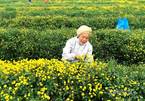 Village earns billions of VND a year from flower cultivated for over a century