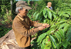 Coffee farmers suffer poor crop, low price