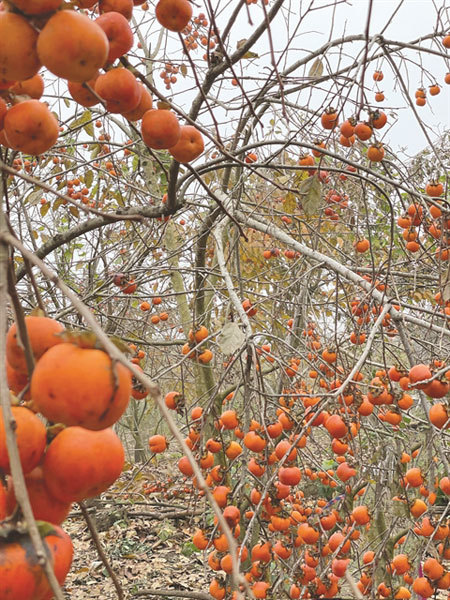 Dried persimmon – a delicacy of Da Lat