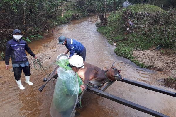 Gần 500 con trâu bò ở miền núi Thừa Thiên Huế chết rét