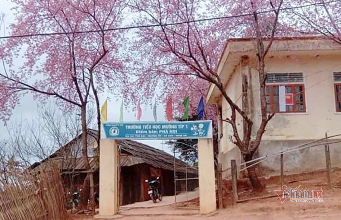 Hoa anh đào 'bung lụa' tuyệt đẹp ở trường học miền Tây xứ Nghệ