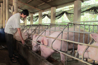 Despite imports from Thailand, pork prices are still going up before Tet