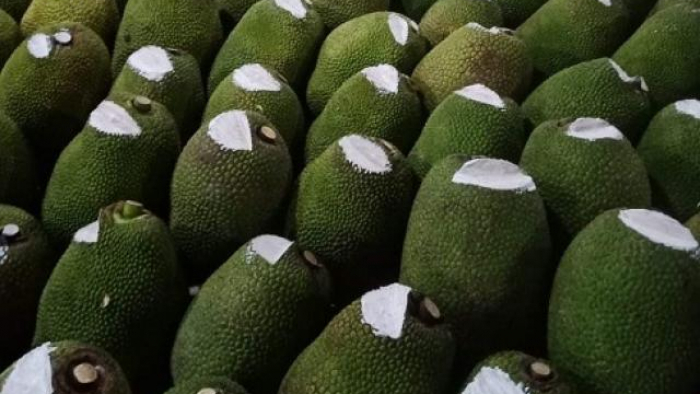 Hàng nghìn quả mít bị cắt đầu, bôi chất trắng trước khi mang bán, mục đích là gì?