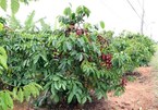 Difficulties still ahead for coffee sector: insiders