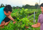 Farmer fixes salty soil to plant fruit for export