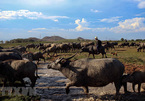 Buffalo herd in Binh Thuan Province