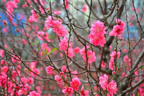 Những kiêng kỵ trong ngày Lập Xuân