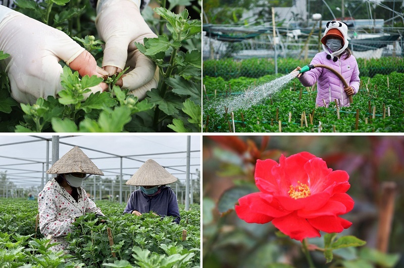 Nhân công ở Đà Nẵng khéo léo chăm hoa bán Tết