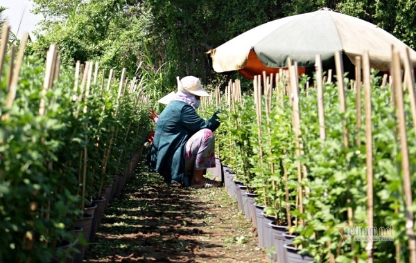 Đến giờ này rồi không ai hỏi thăm, chủ tớ rầu lòng lo cái Tết đói
