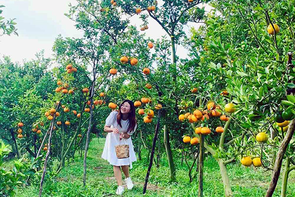 Trai xinh gái đẹp quên lối về trong vườn quýt hồng Đồng Tháp
