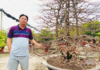 Người Sài Gòn chi 100 triệu thuê cây mai hơn 80 tuổi về chơi Tết