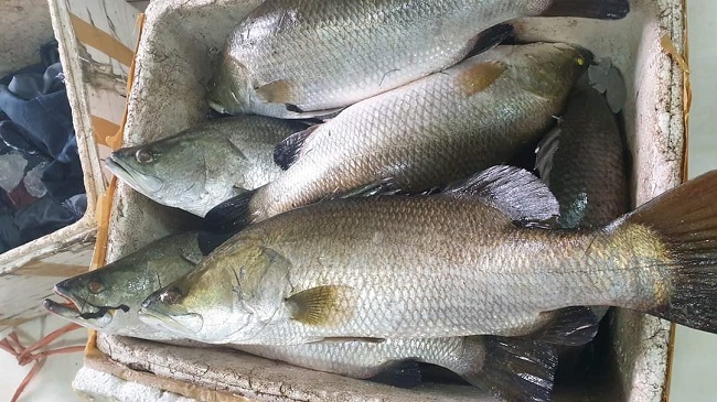 Cá vược rớt giá chỉ còn 65.000 đồng/kg, nông dân xót xa bán lẻ từng con