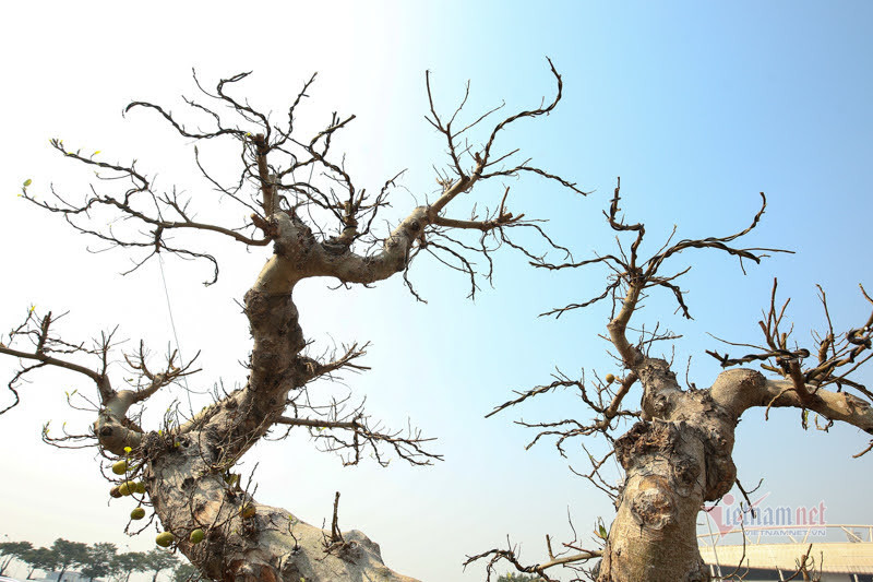 Chậu sung trăm tuổi trụi lá, hét giá 200 triệu ở Hà Nội