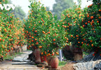 Tu Lien kumquat village prepares for Tet holiday