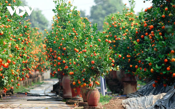 Tu Lien kumquat village prepares for Tet holiday