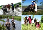 Tourists do field work, Hoi An locals make a fortune