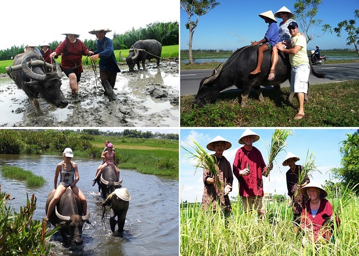 Rủ Tây ra đồng cưỡi trâu, dầm bùn phơi nắng... dân Hội An thu tiền đô