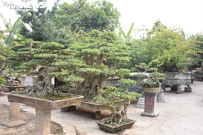 Cây sanh hình dáng kỳ quái, khách trả 10 tỷ đồng vẫn chưa mua nổi
