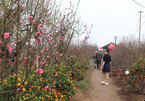 Peach, kumquat tree growers busy ahead of Tet