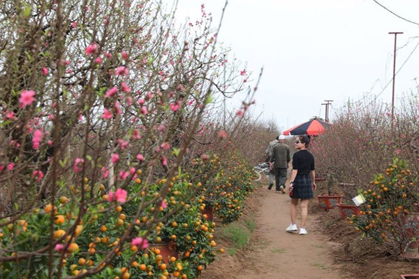 Peach, kumquat tree growers busy ahead of Tet