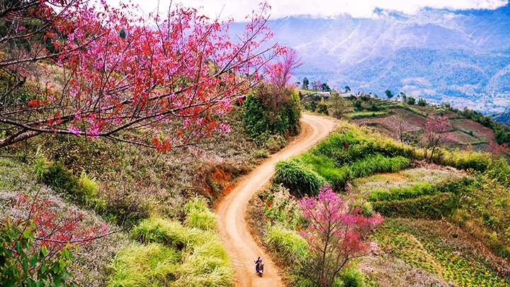 ‘To day’ flowers greet spring in Mu Cang Chai