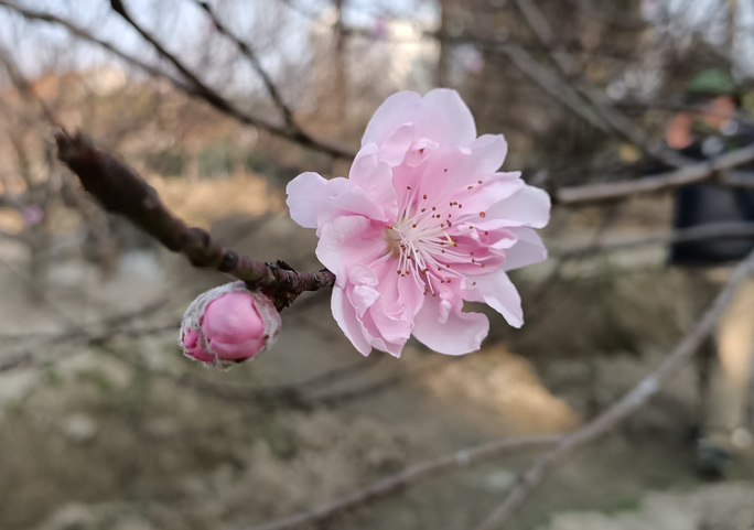 Đổ xô đi săn giống đào phai bung nở hàng chục cánh