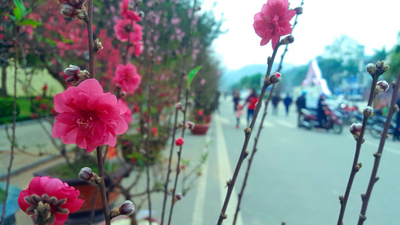 Lễ hội hoa Đào Xứ Lạng Xuân Tân Sửu năm 2021