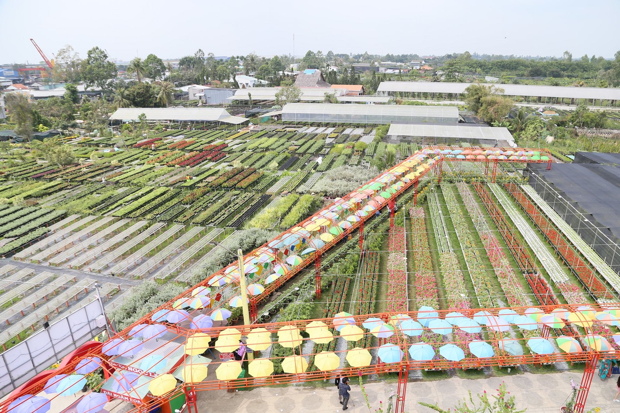 Làng hoa trăm tuổi ở miền Tây rộn ràng du khách check-in dịp giáp Tết