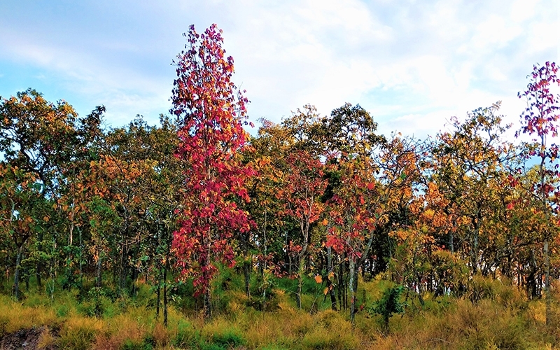 Foliage seasons comes brilliantly in deciduous broad-leaved forests