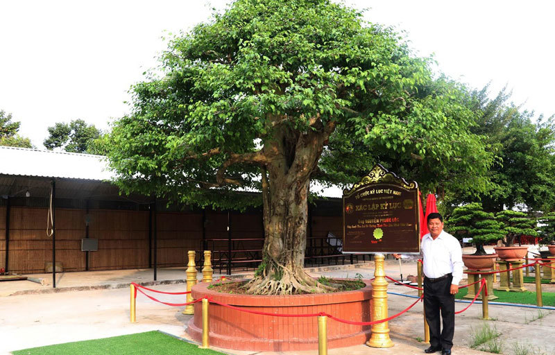 Cây sanh bonsai lớn nhất Việt Nam