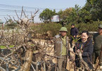 Peach blossom bonsai grower shows the value of persistence