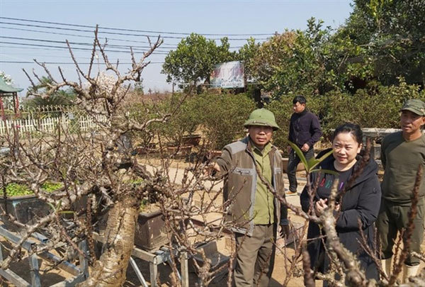 Peach blossom bonsai grower shows the value of persistence