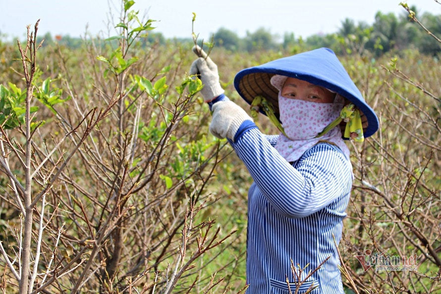 Những ngày rộn ràng trên cánh đồng mai Tết