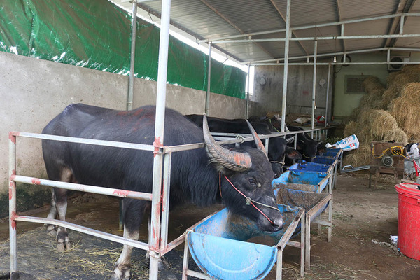 Cả làng Xứ Nghệ xuất ngoại tầm trâu Thái Lan bán sang Trung Quốc